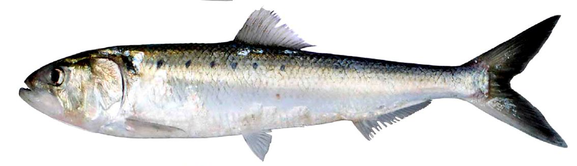 Alosa fallax_08.jpg